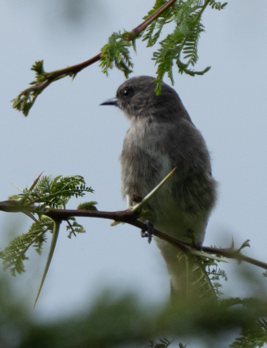 Brown-backed Honeybird - ML638945741