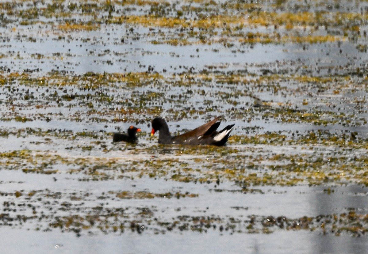 Common Gallinule - ML638945748