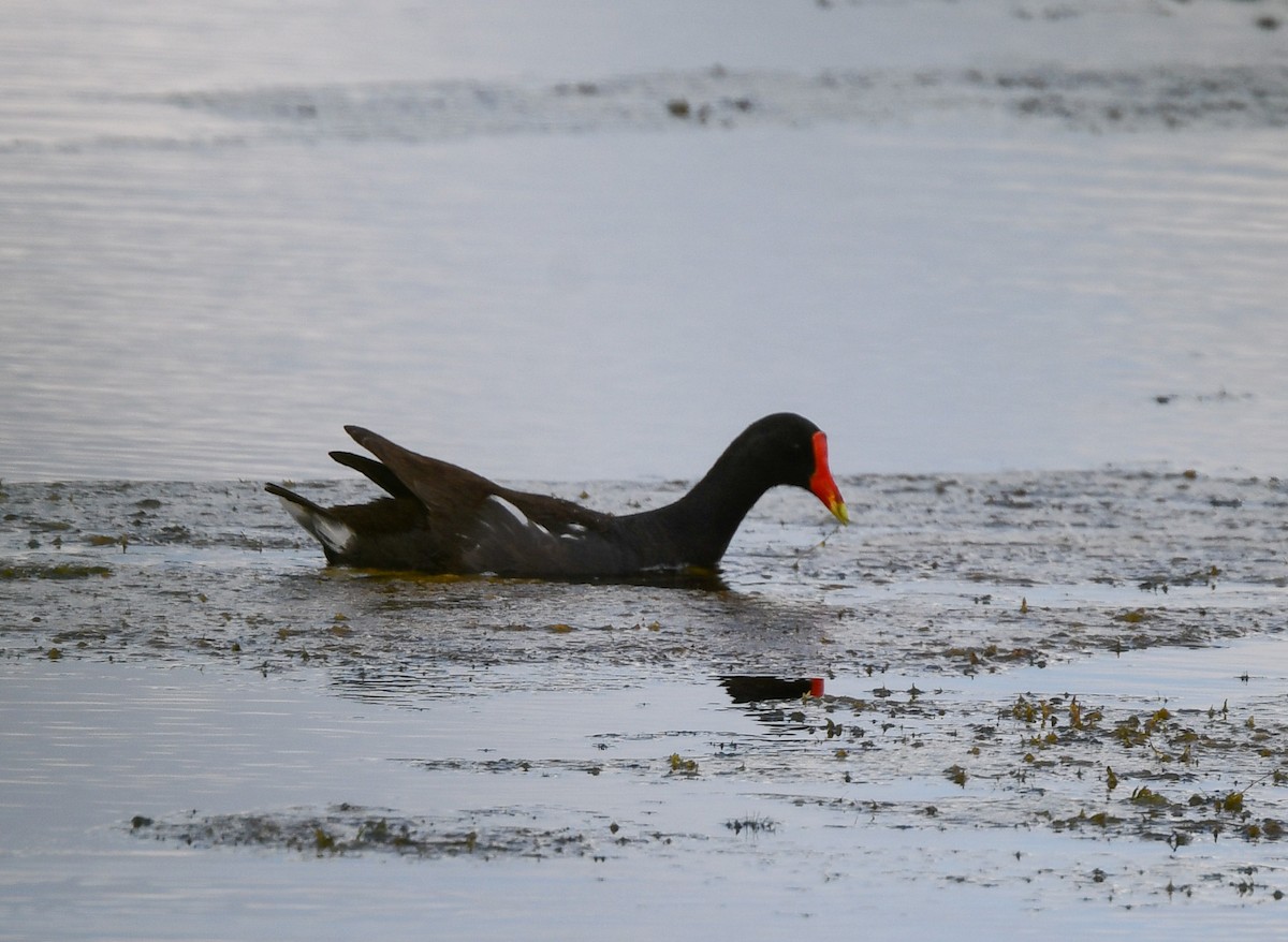 Common Gallinule - ML638945800