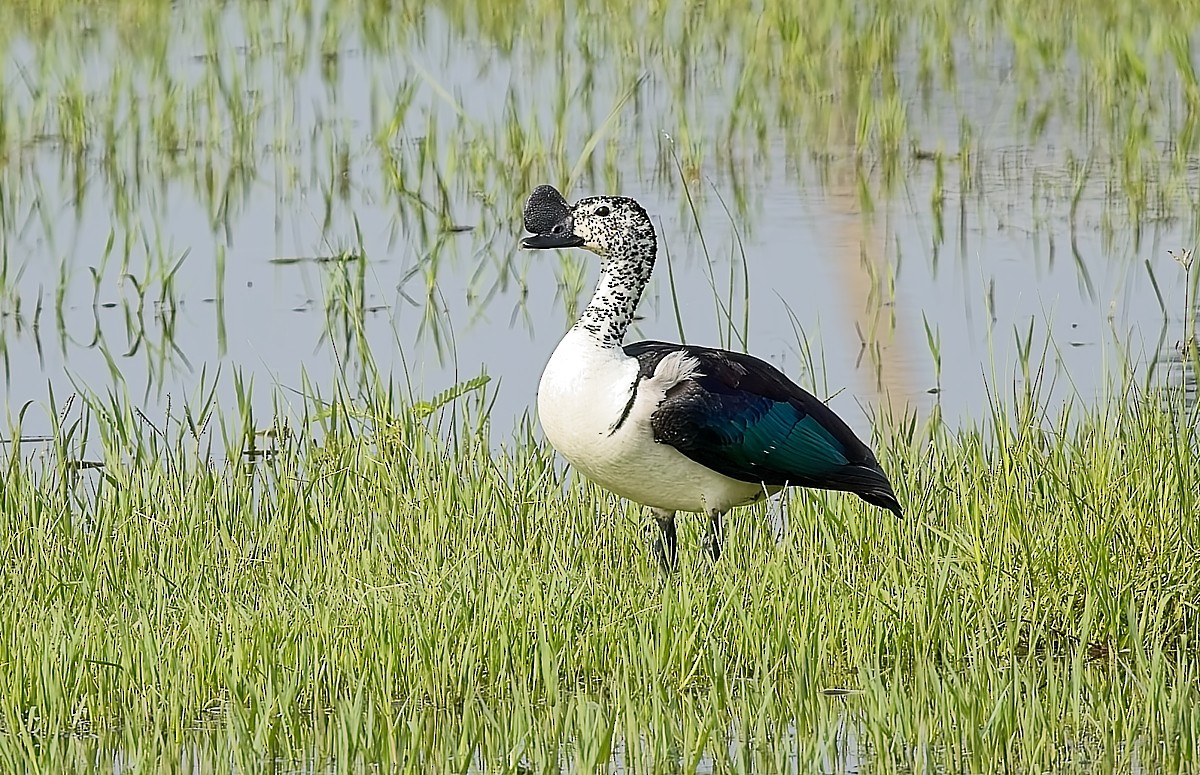 Knob-billed Duck - ML638945821
