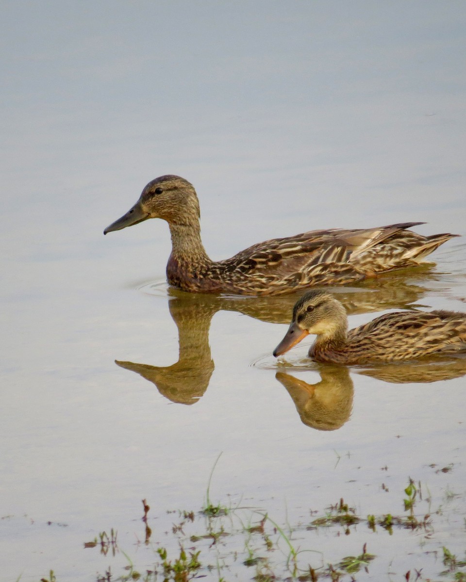 anatidé sp. (canard barboteur sp.) - ML638945826