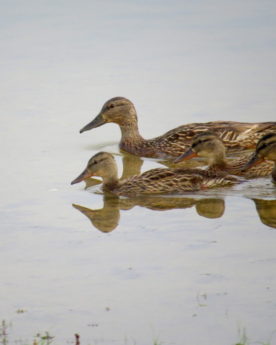 anatidé sp. (canard barboteur sp.) - ML638945827