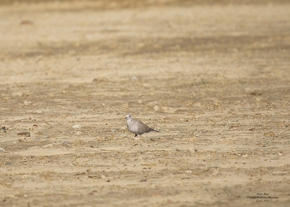 Eurasian Collared-Dove - ML638945830