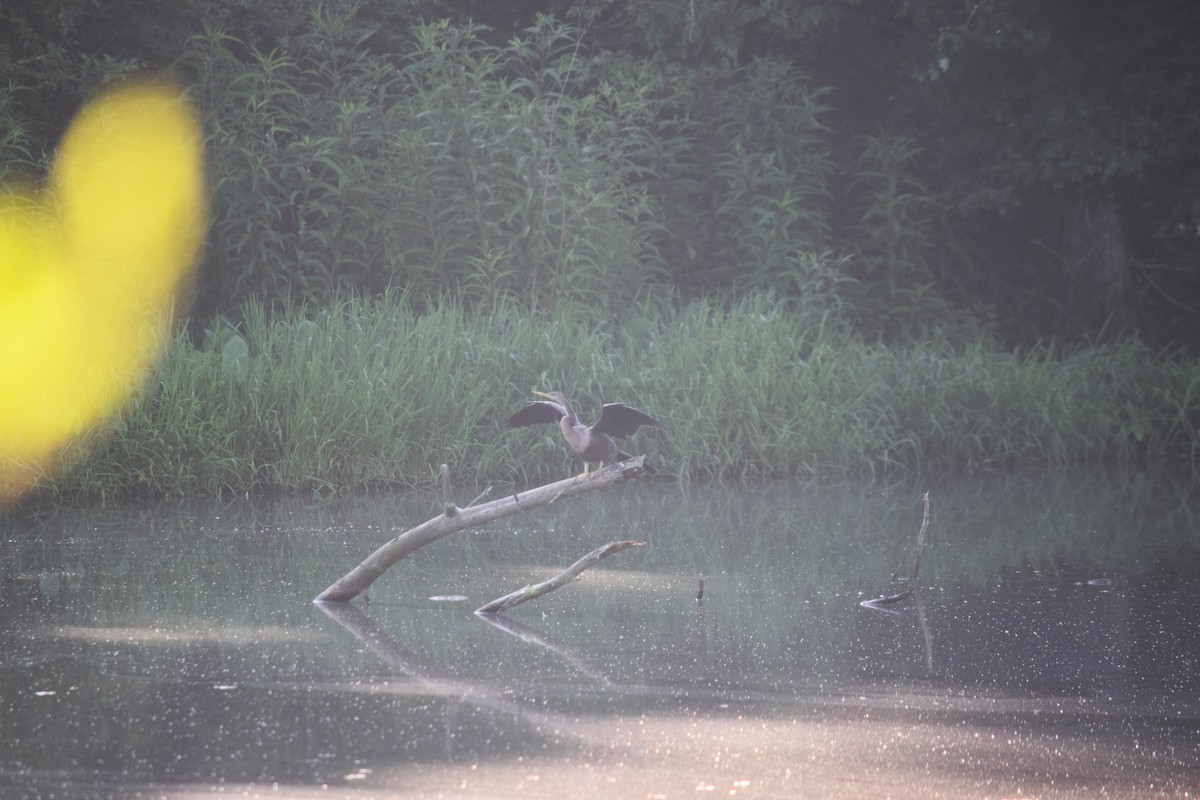 Anhinga - ML638945841