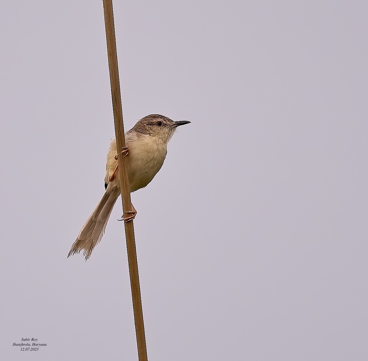 Plain Prinia - ML638945844