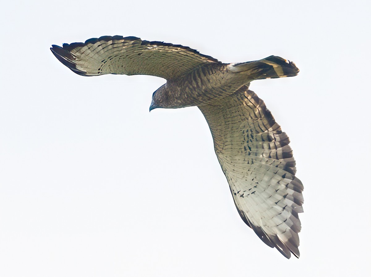 Broad-winged Hawk - ML638945849