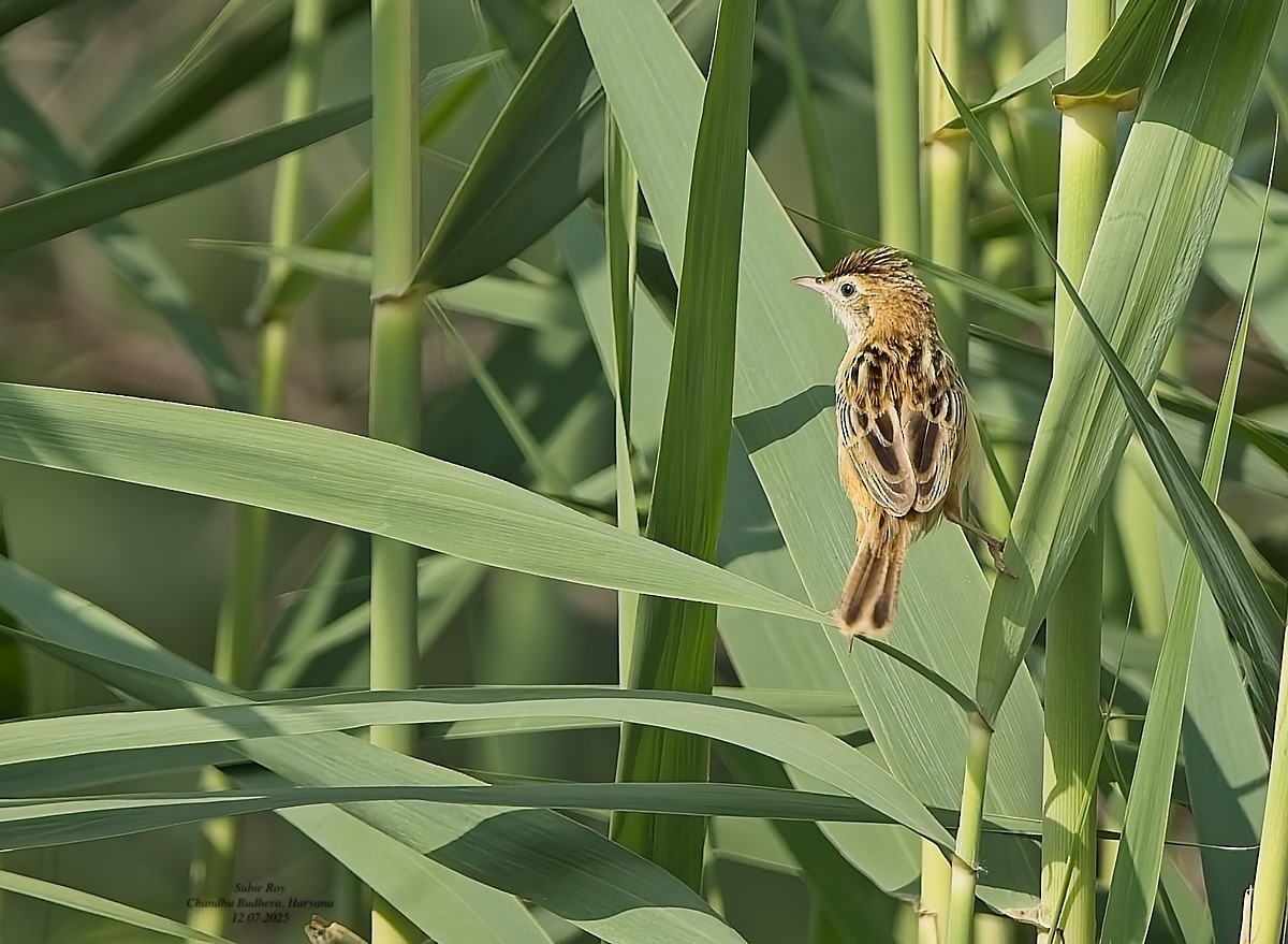 Zitting Cisticola - ML638945852