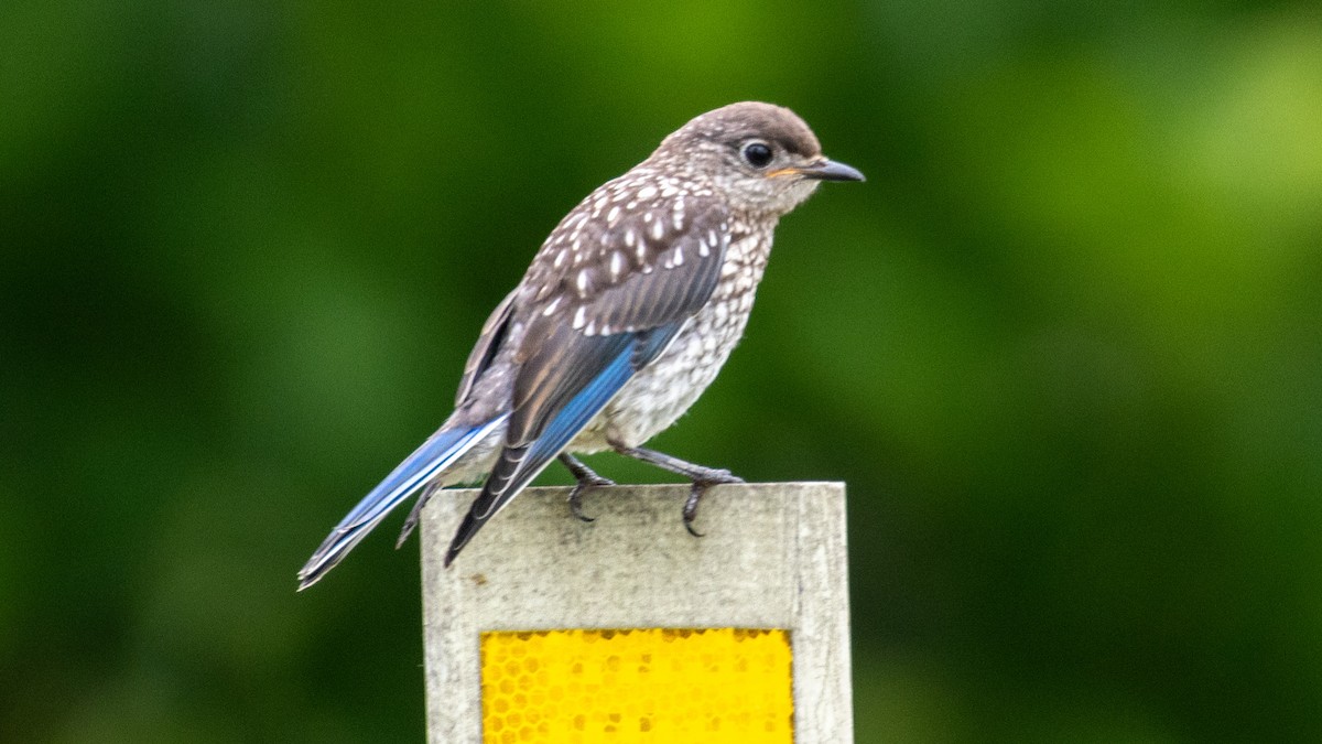 Eastern Bluebird - ML638945854