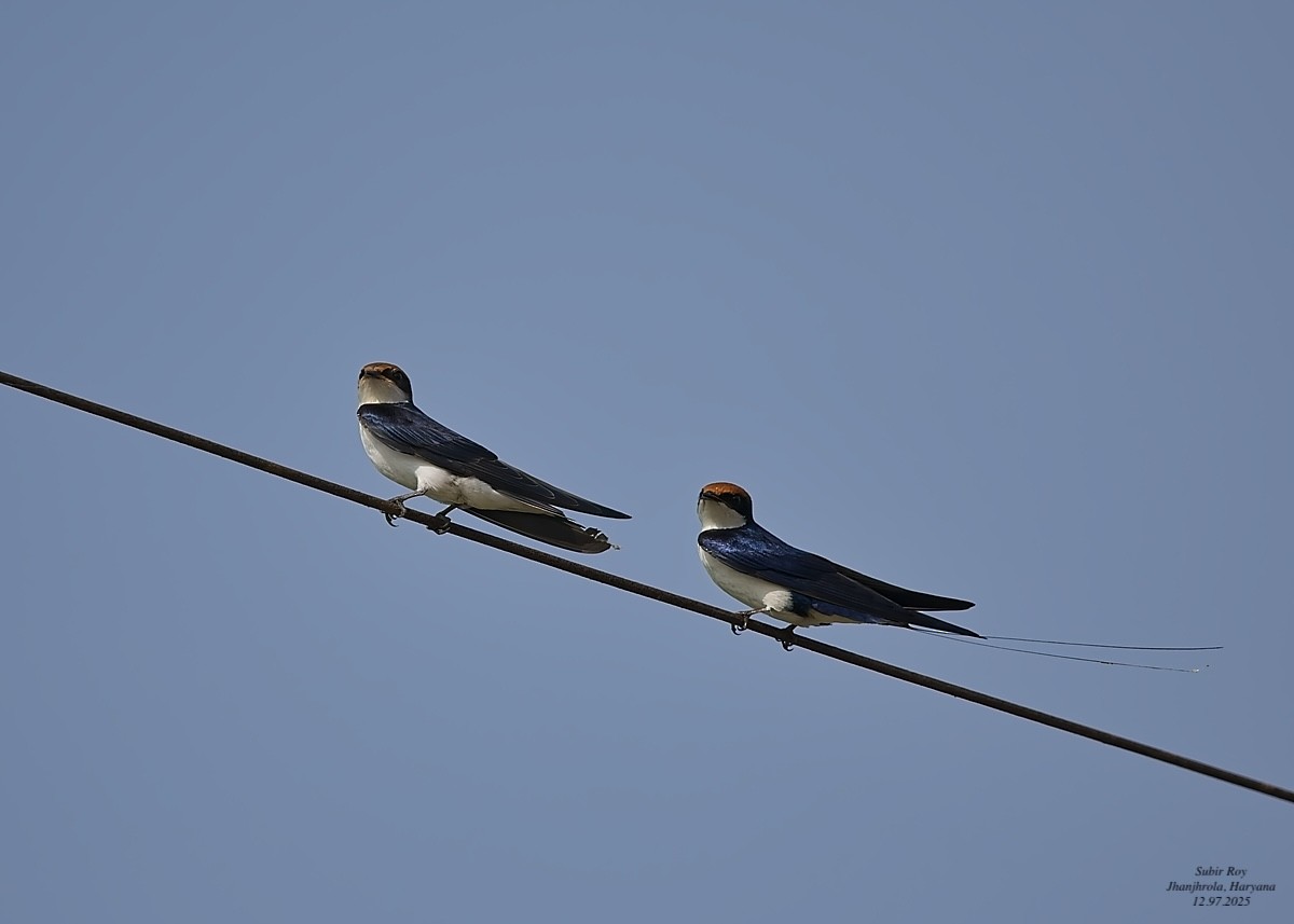Wire-tailed Swallow - ML638945859