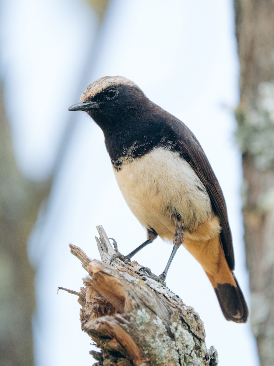 Abyssinian Wheatear - ML638945867