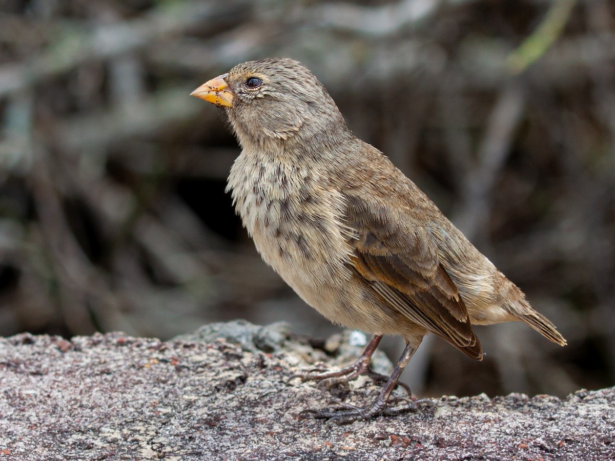 Small Ground-Finch - ML638945873