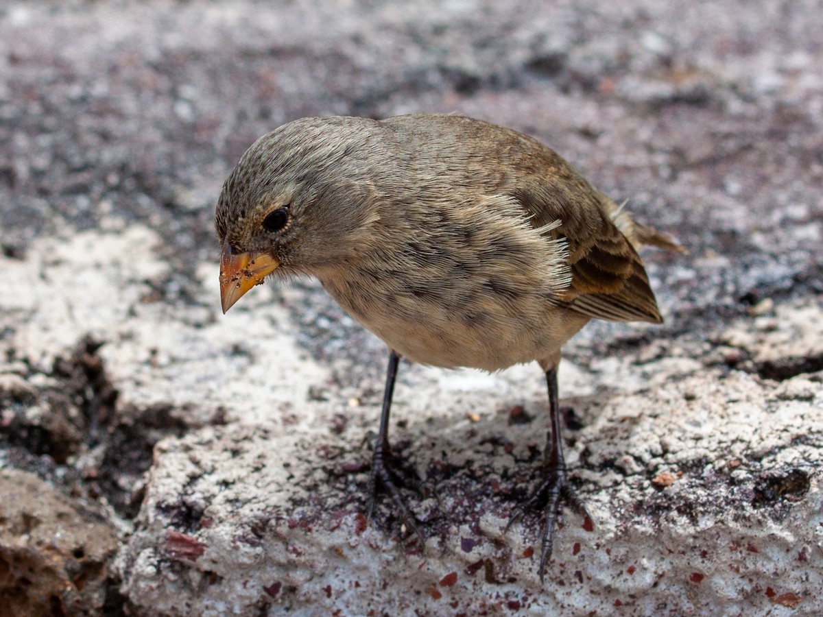Small Ground-Finch - ML638945874