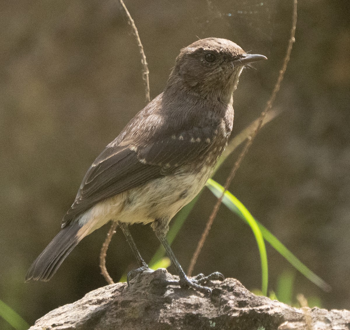 Abyssinian Wheatear - ML638945888