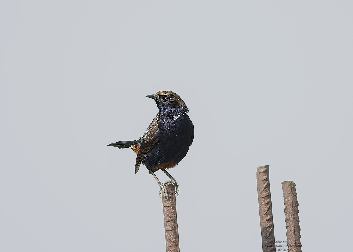 Indian Robin - ML638945889