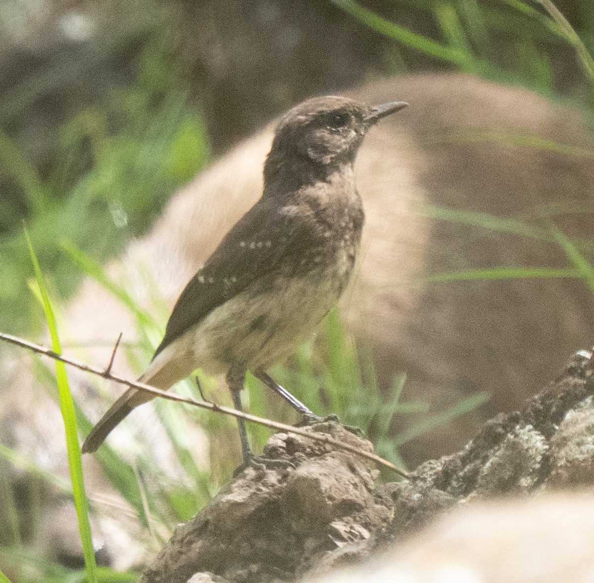 Abyssinian Wheatear - ML638945890