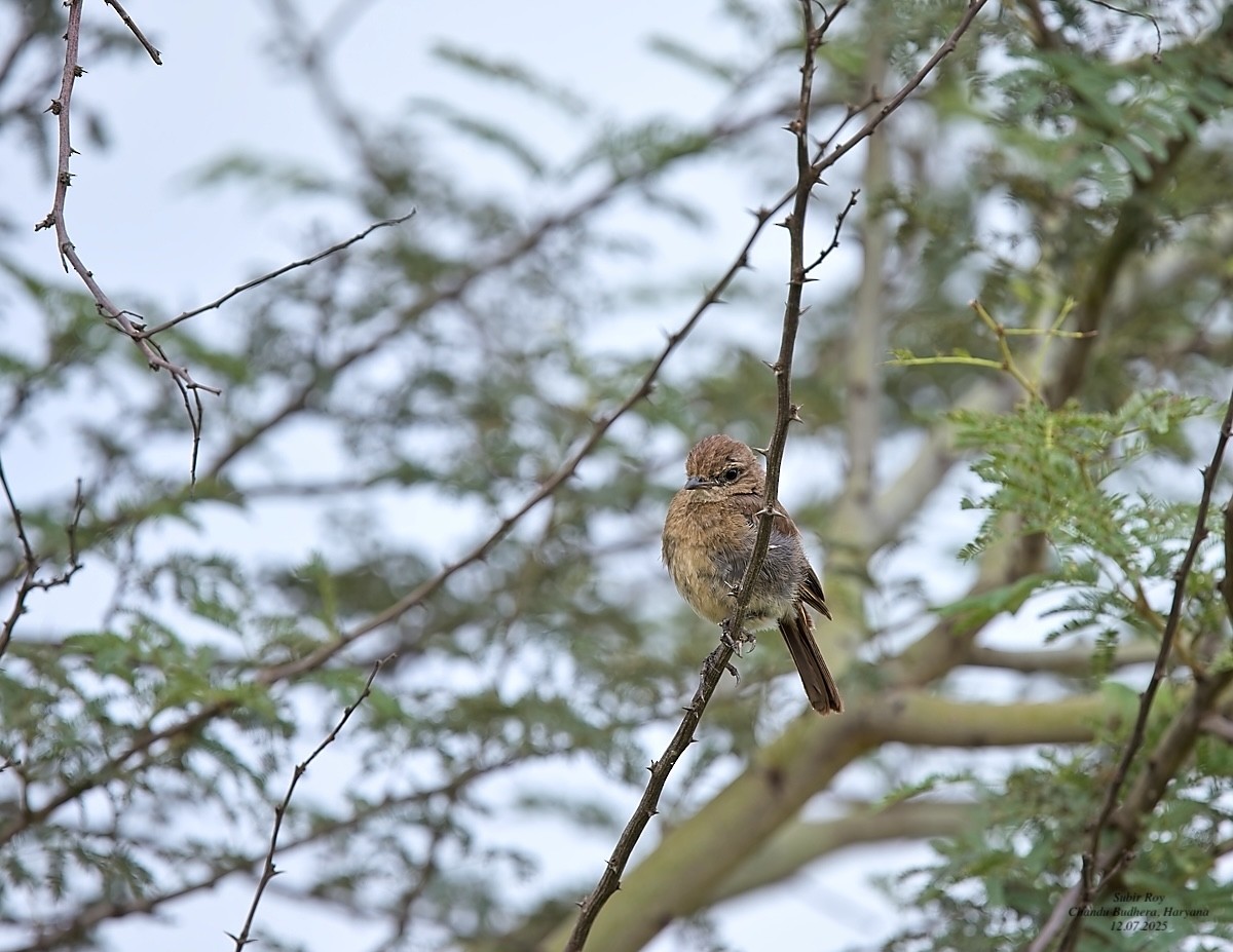 Pied Bushchat - ML638945895
