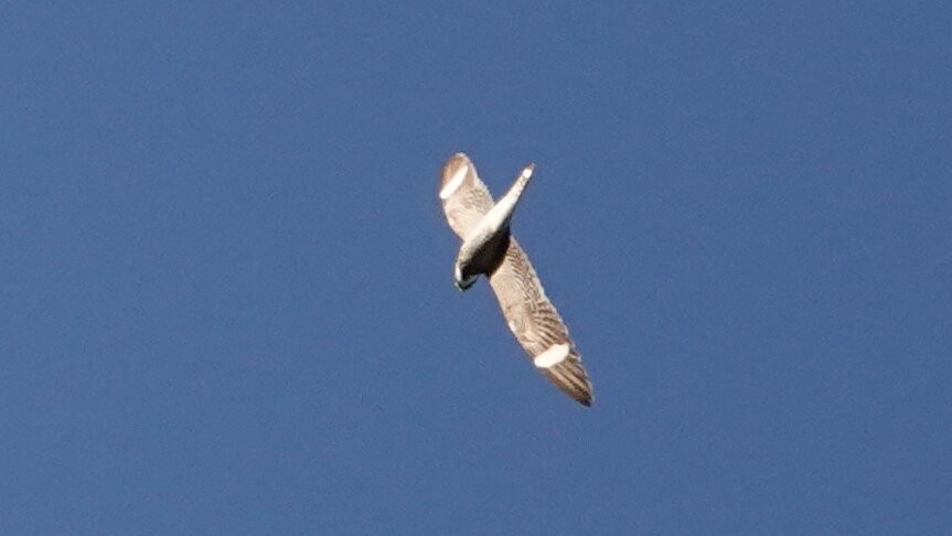 Common Nighthawk - ML638945942