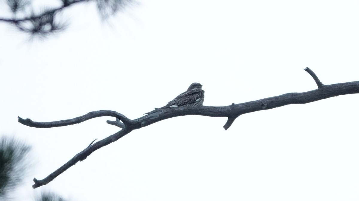 Common Nighthawk - ML638945943