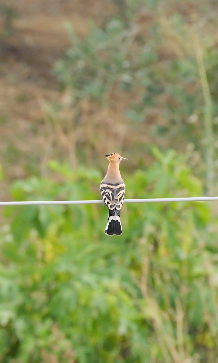 Eurasian Hoopoe - ML638945949