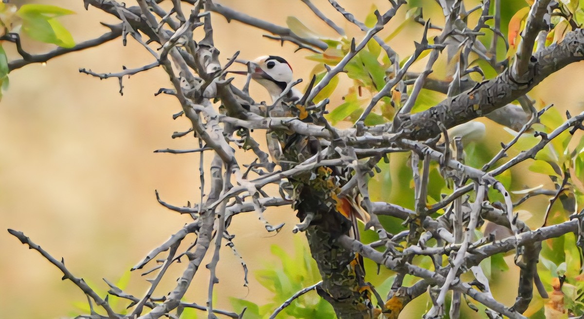 Syrian Woodpecker - ML638945961
