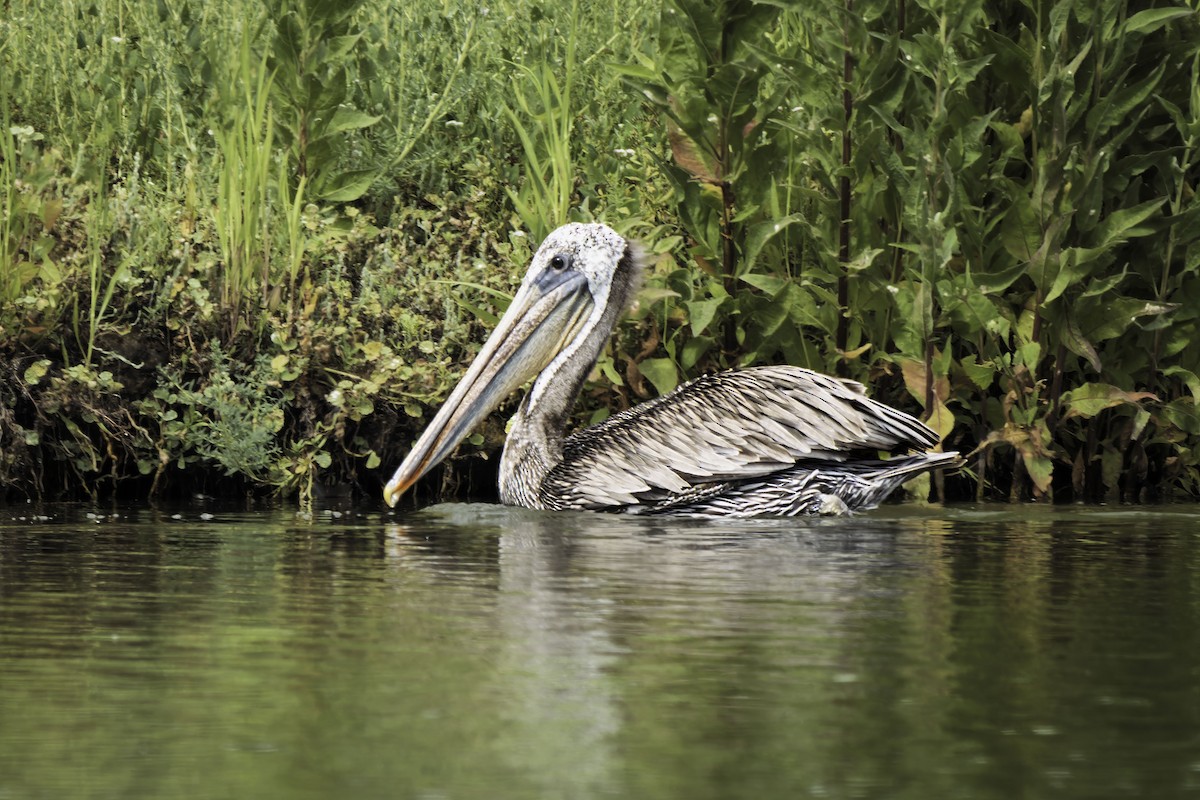 Brown Pelican - ML638945975