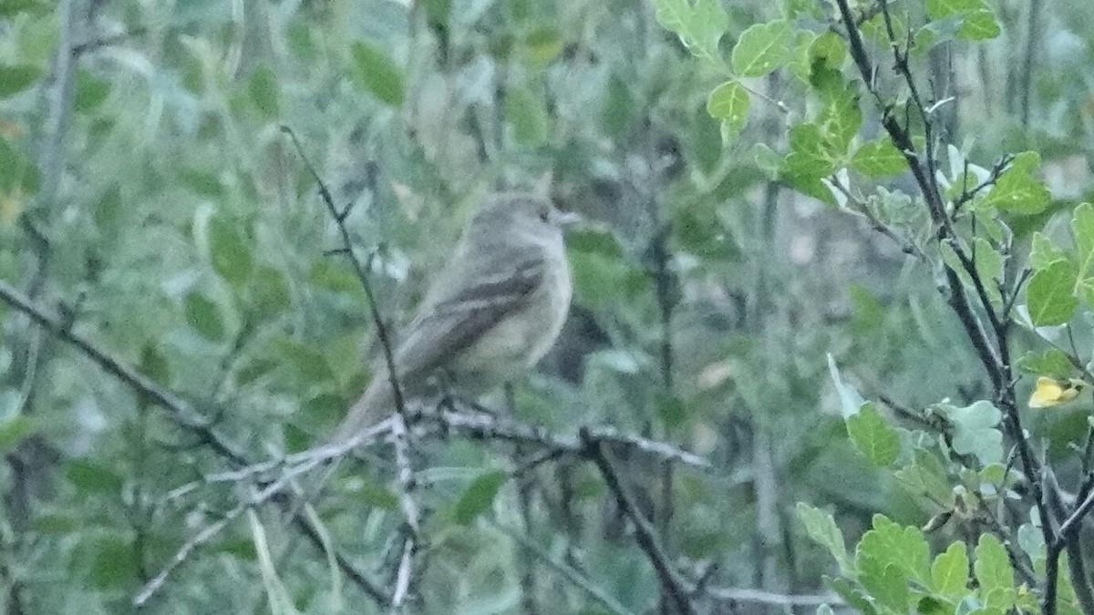 Empidonax sp. - ML638945981