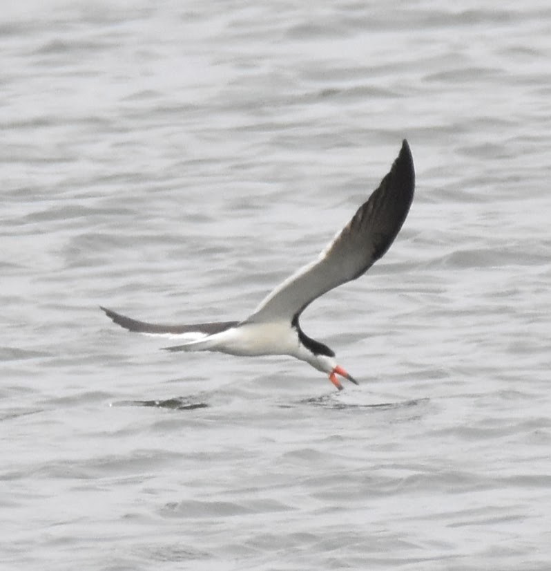 Black Skimmer - ML638946007