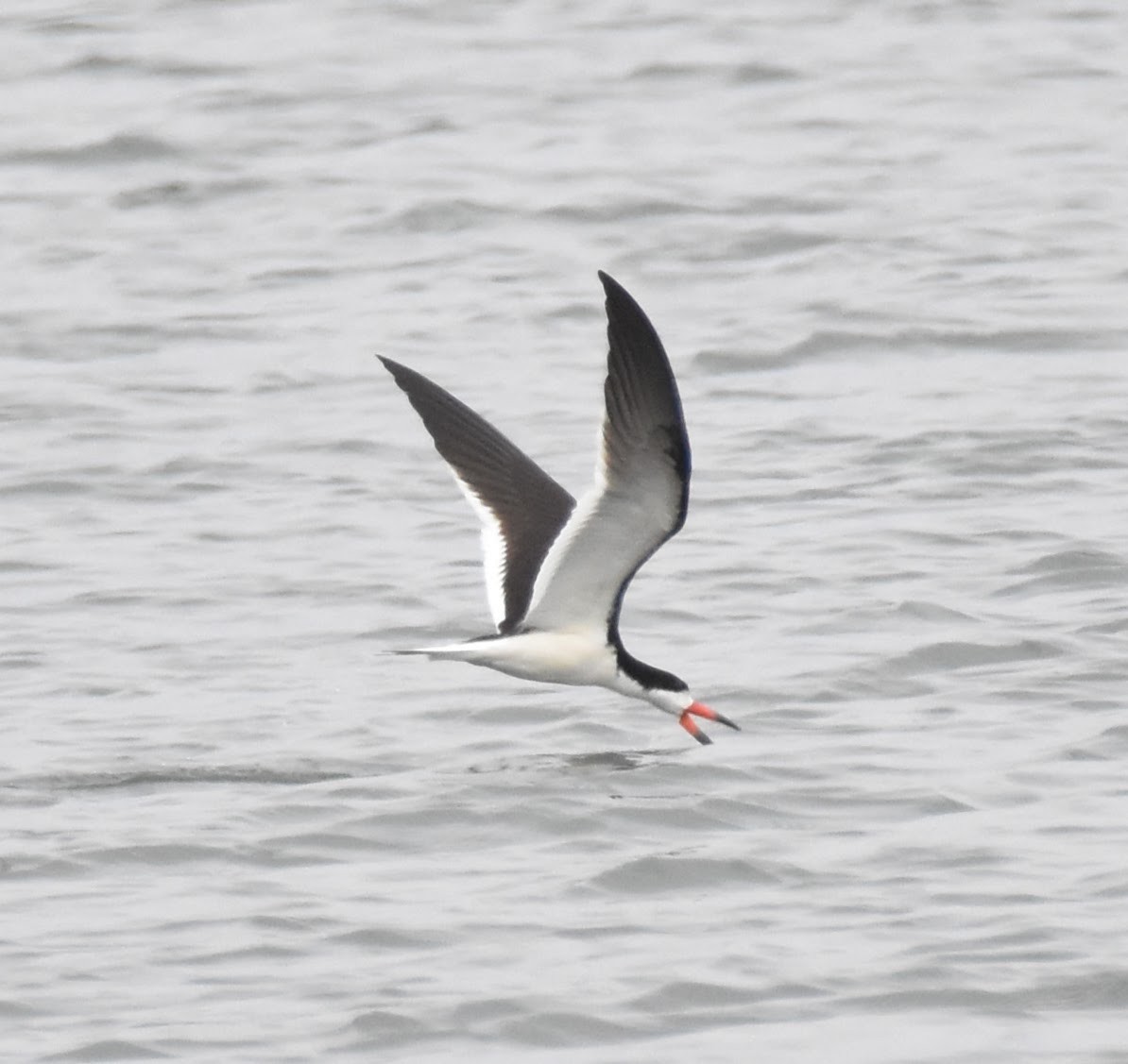 Black Skimmer - ML638946008