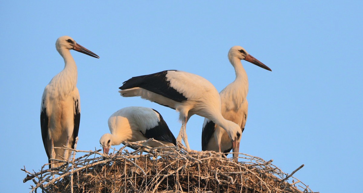 White Stork - ML638946014