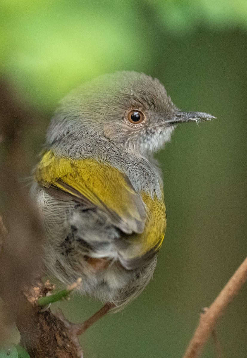 Green-backed Camaroptera - ML638946020