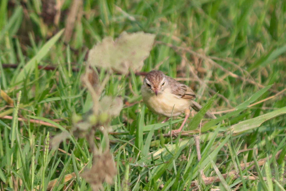 Plain Prinia - ML638946036
