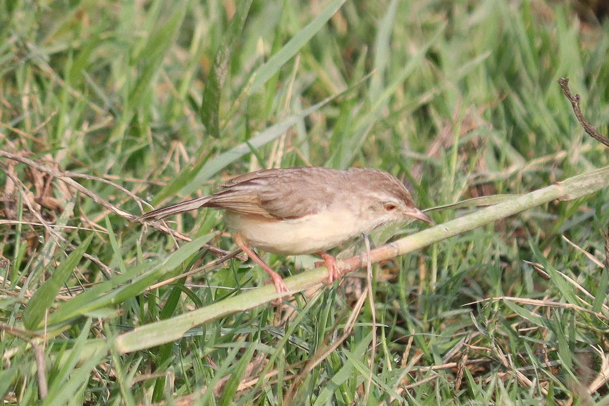 Plain Prinia - ML638946037