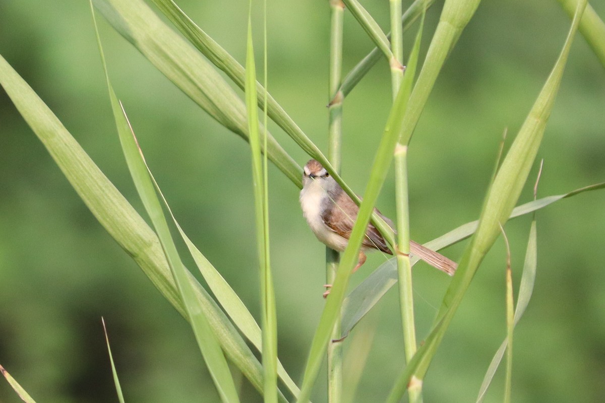Plain Prinia - ML638946038