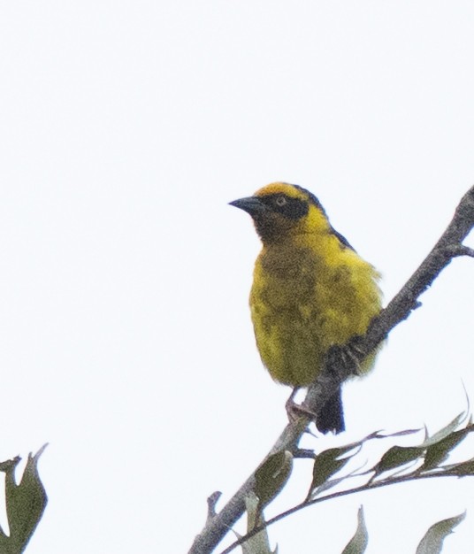 Baglafecht Weaver - ML638946058