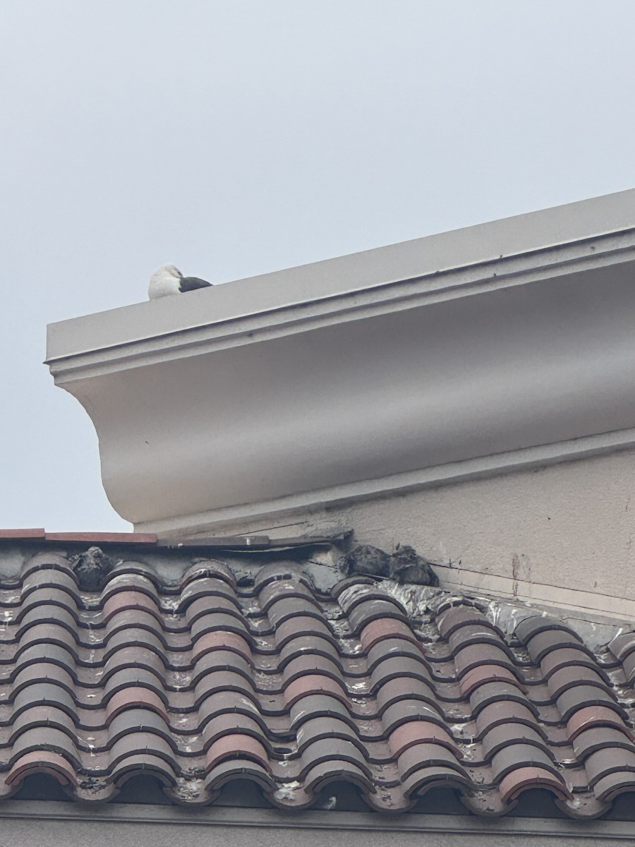 Western Gull - ML638946062
