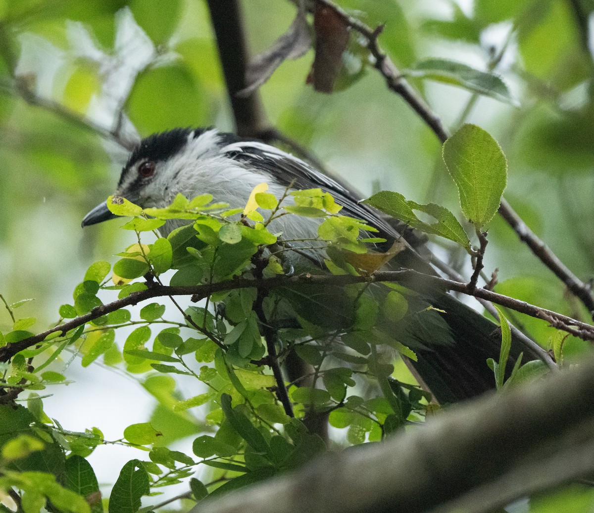 Black-backed Puffback - ML638946095