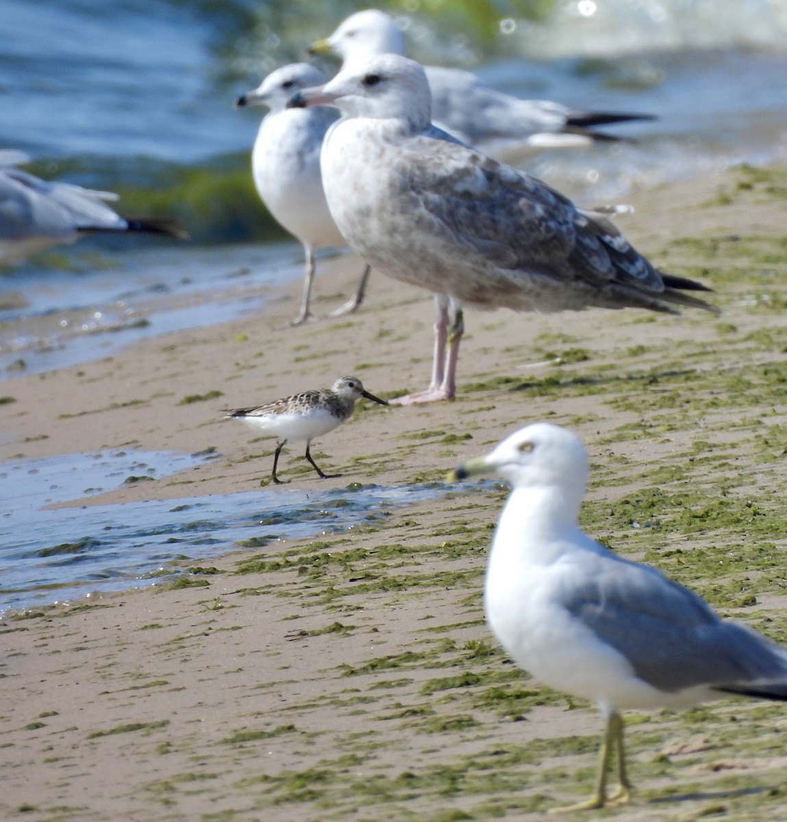 Sanderling - ML638946110