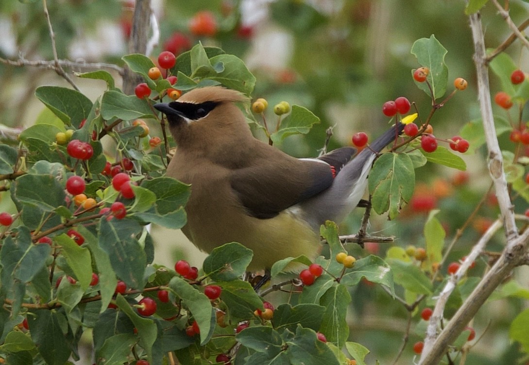 Cedar Waxwing - ML638946118