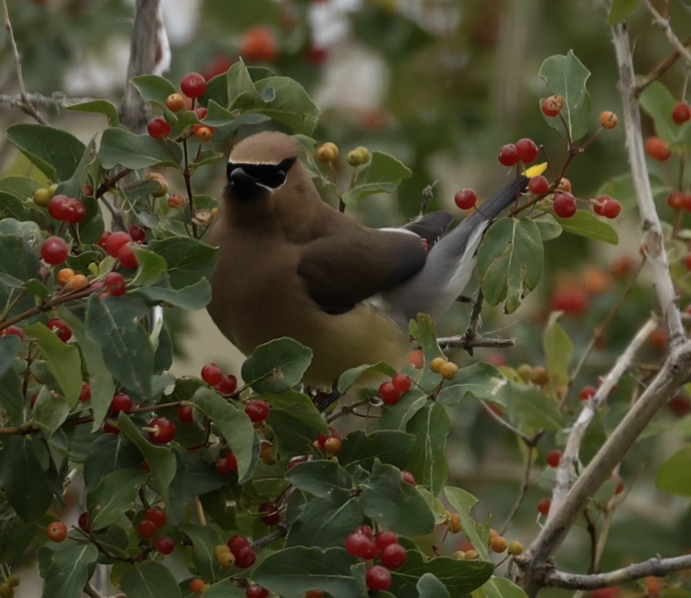 Cedar Waxwing - ML638946119