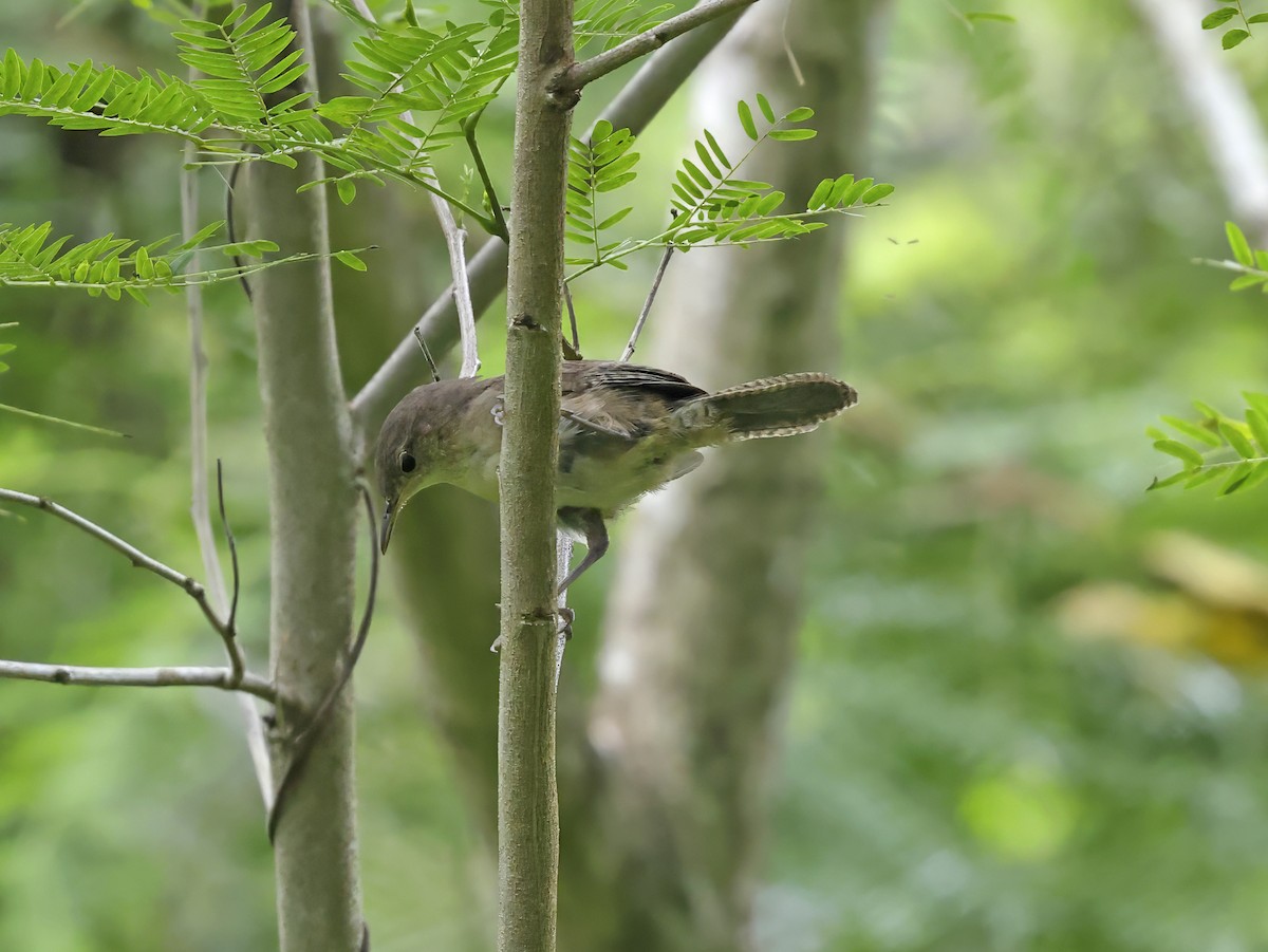 Southern House Wren - ML638946159