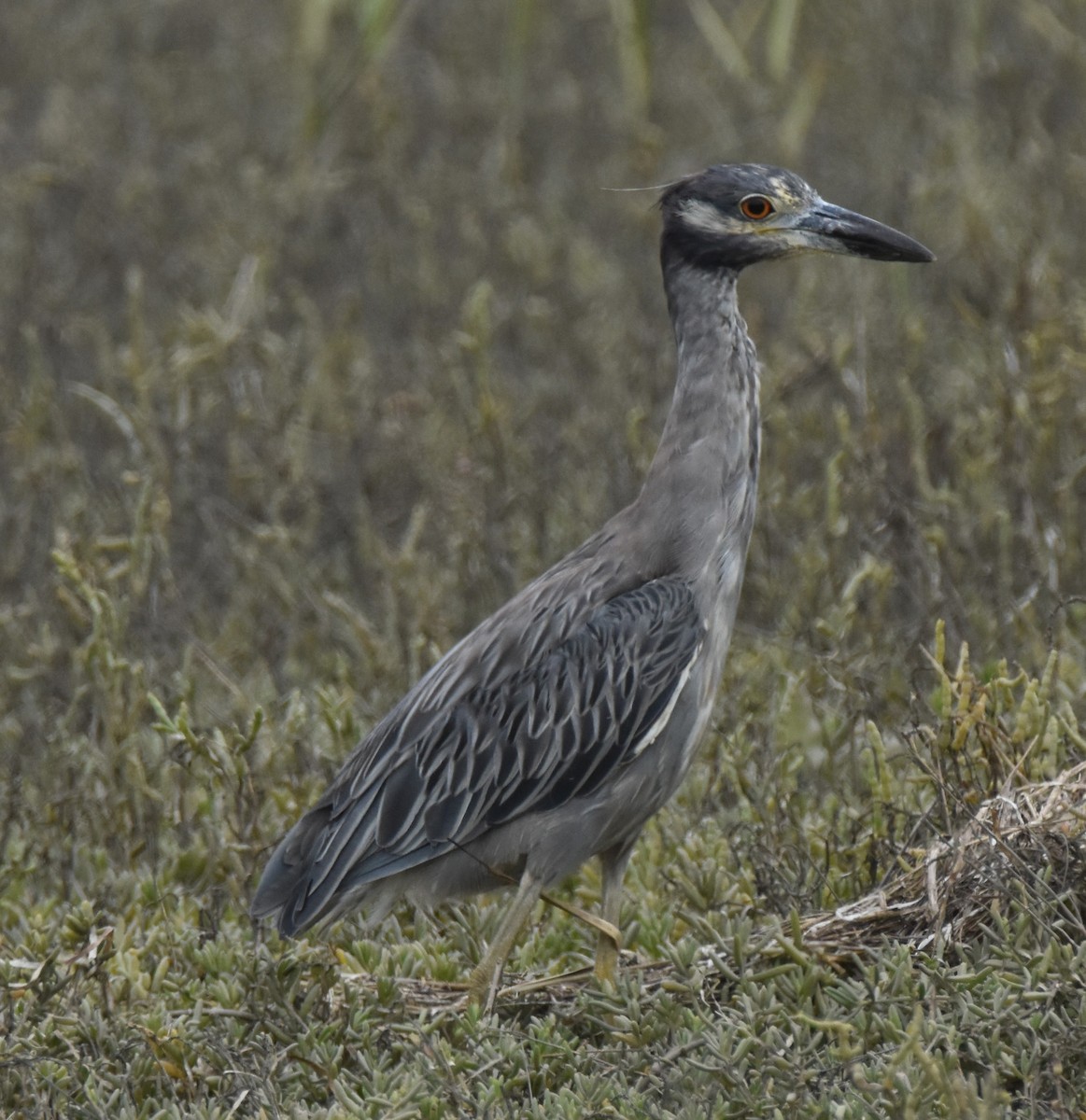 Yellow-crowned Night Heron - ML638946165