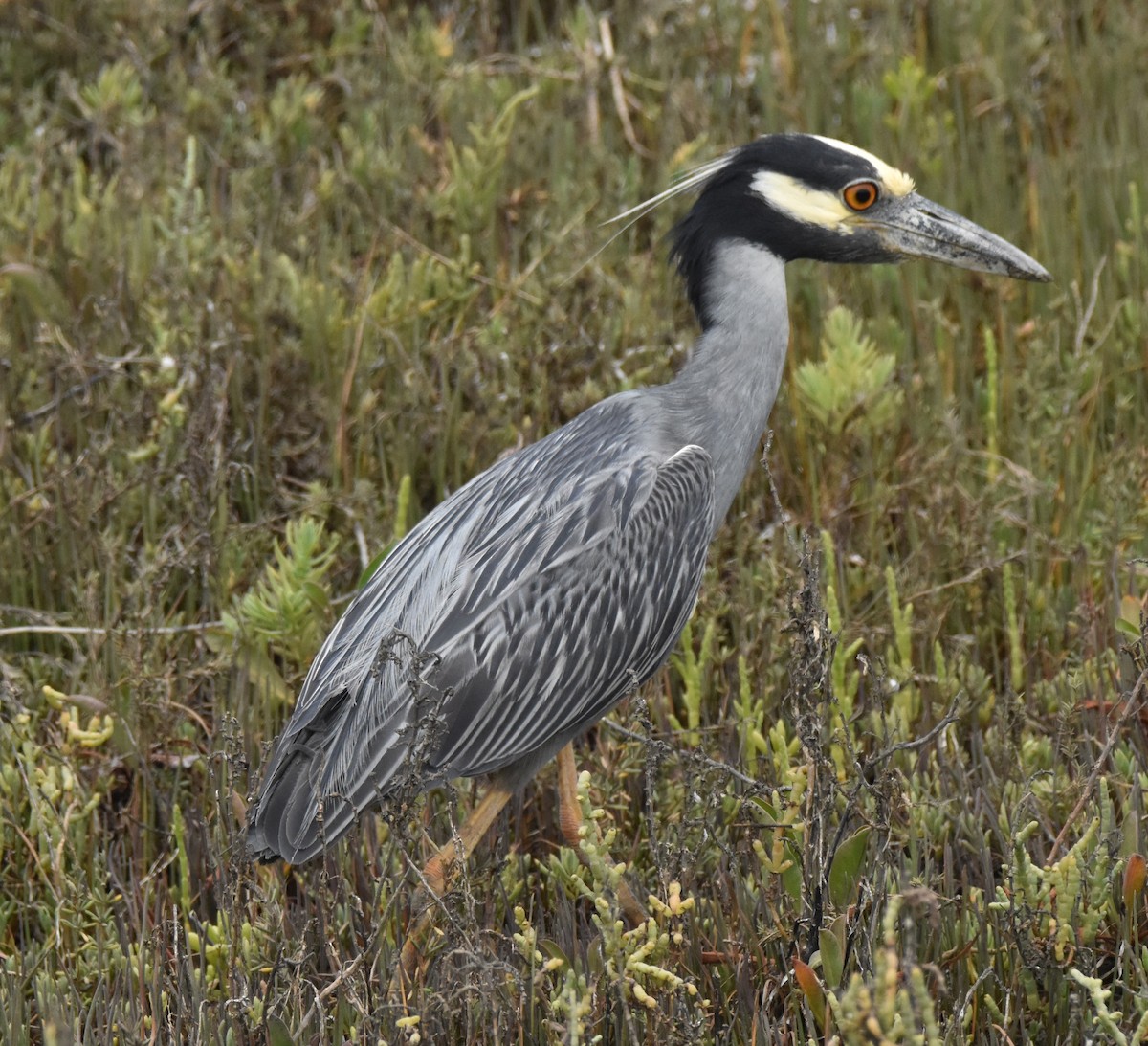 Yellow-crowned Night Heron - ML638946166