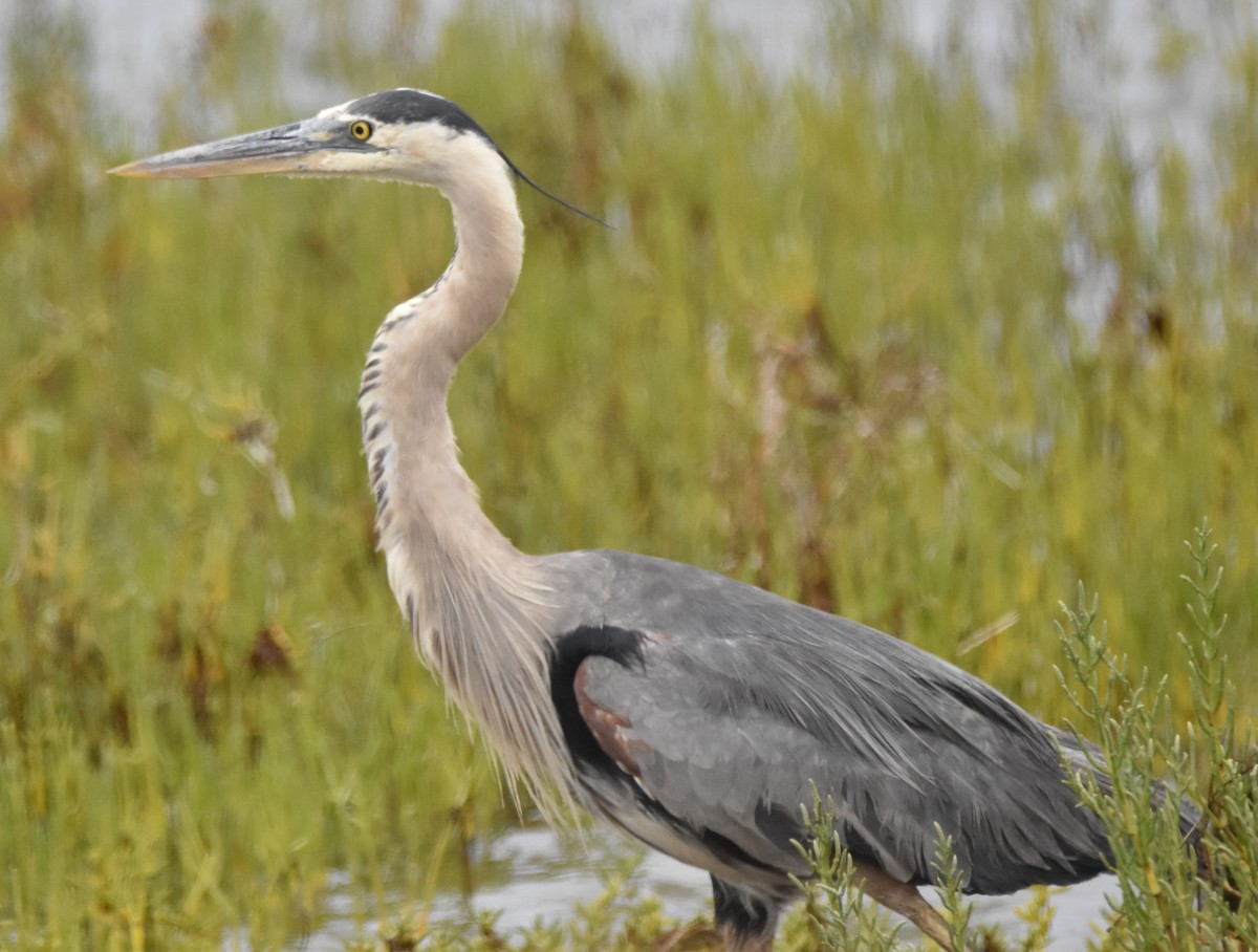 Great Blue Heron (Great Blue) - ML638946181