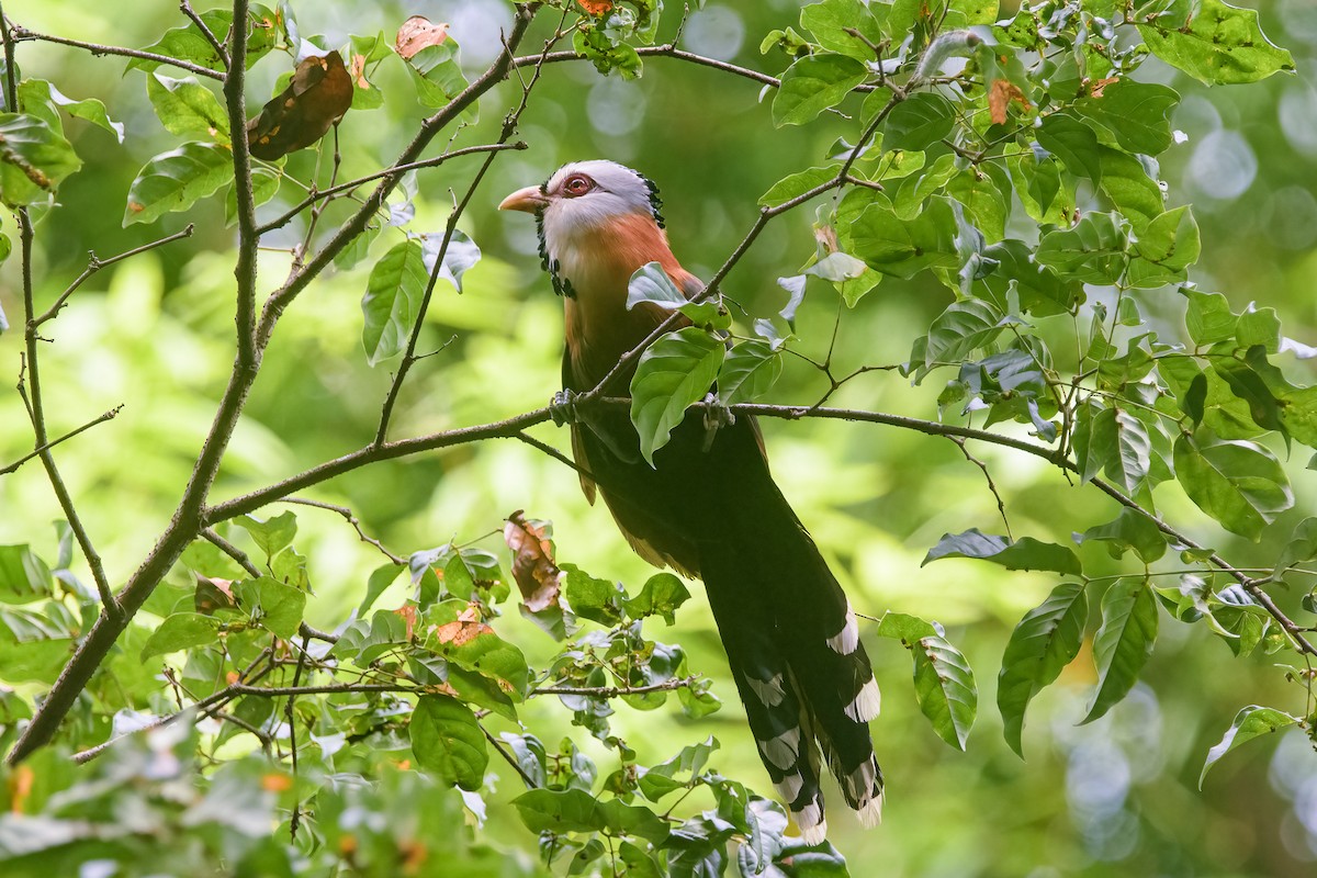 Scale-feathered Malkoha - ML638946202