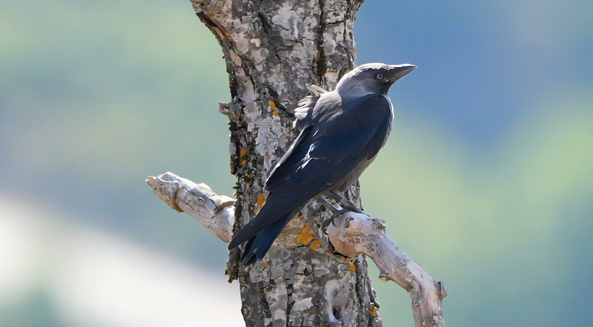 kavka obecná - ML638946231