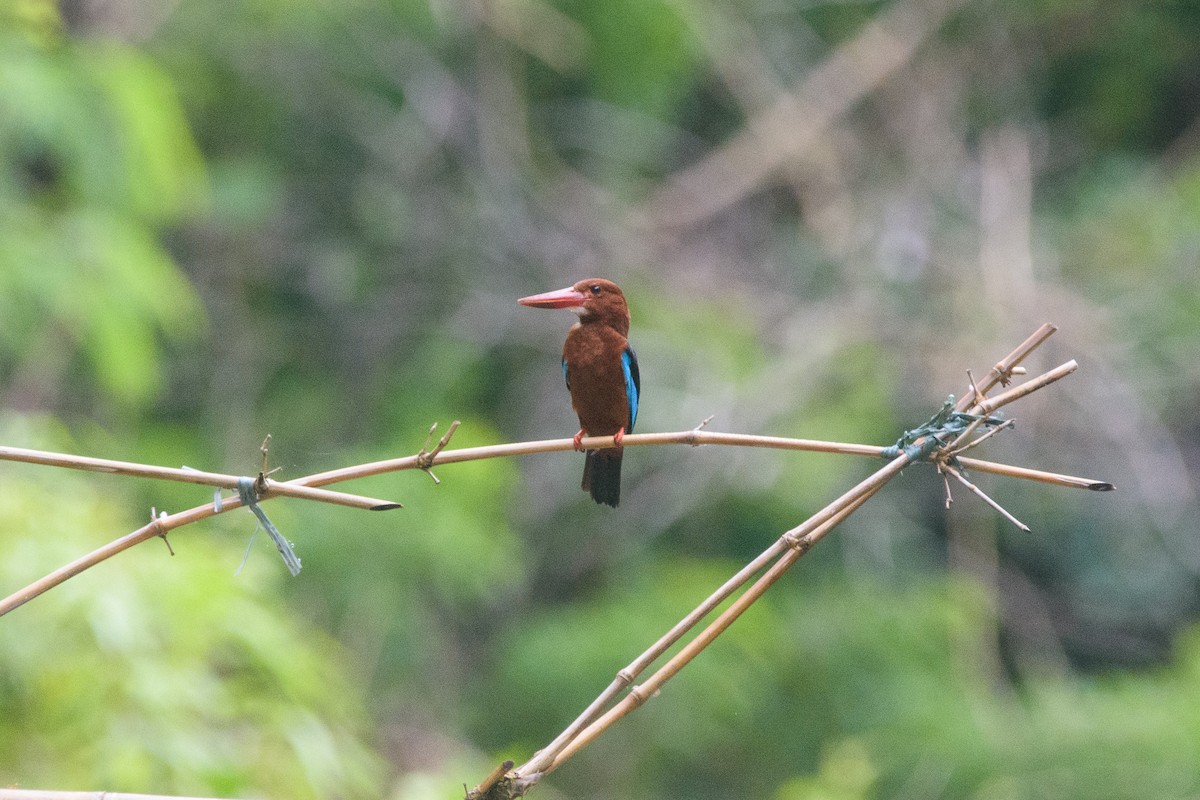 Brown-breasted Kingfisher - ML638946251