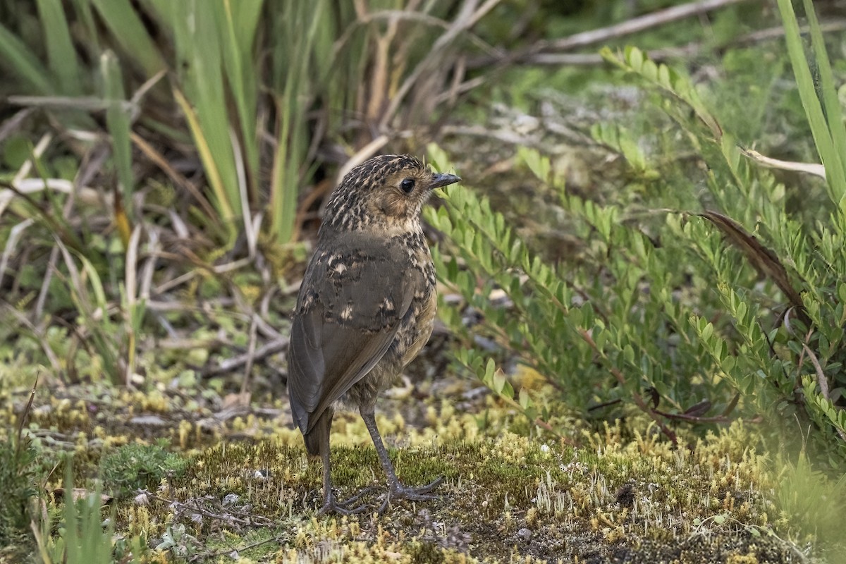 Boyaca Antpitta - ML638946261