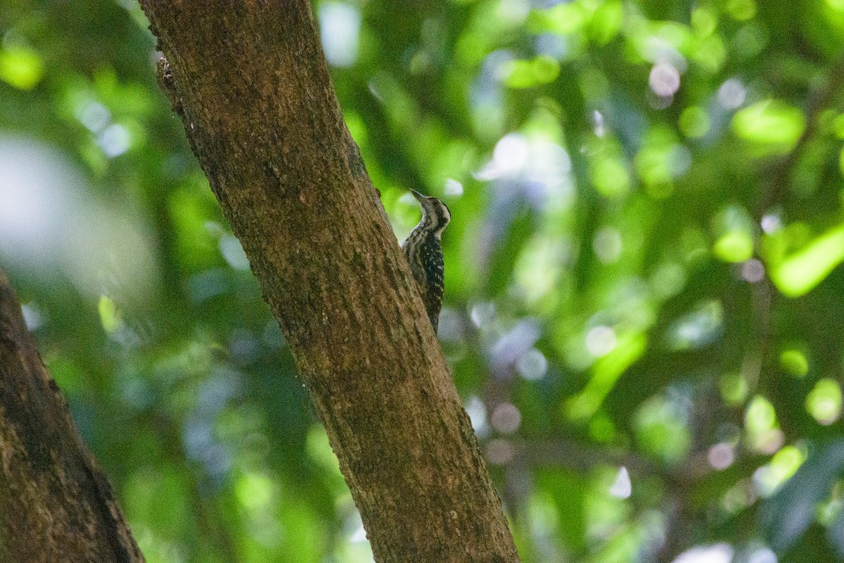 Philippine Pygmy Woodpecker - ML638946263