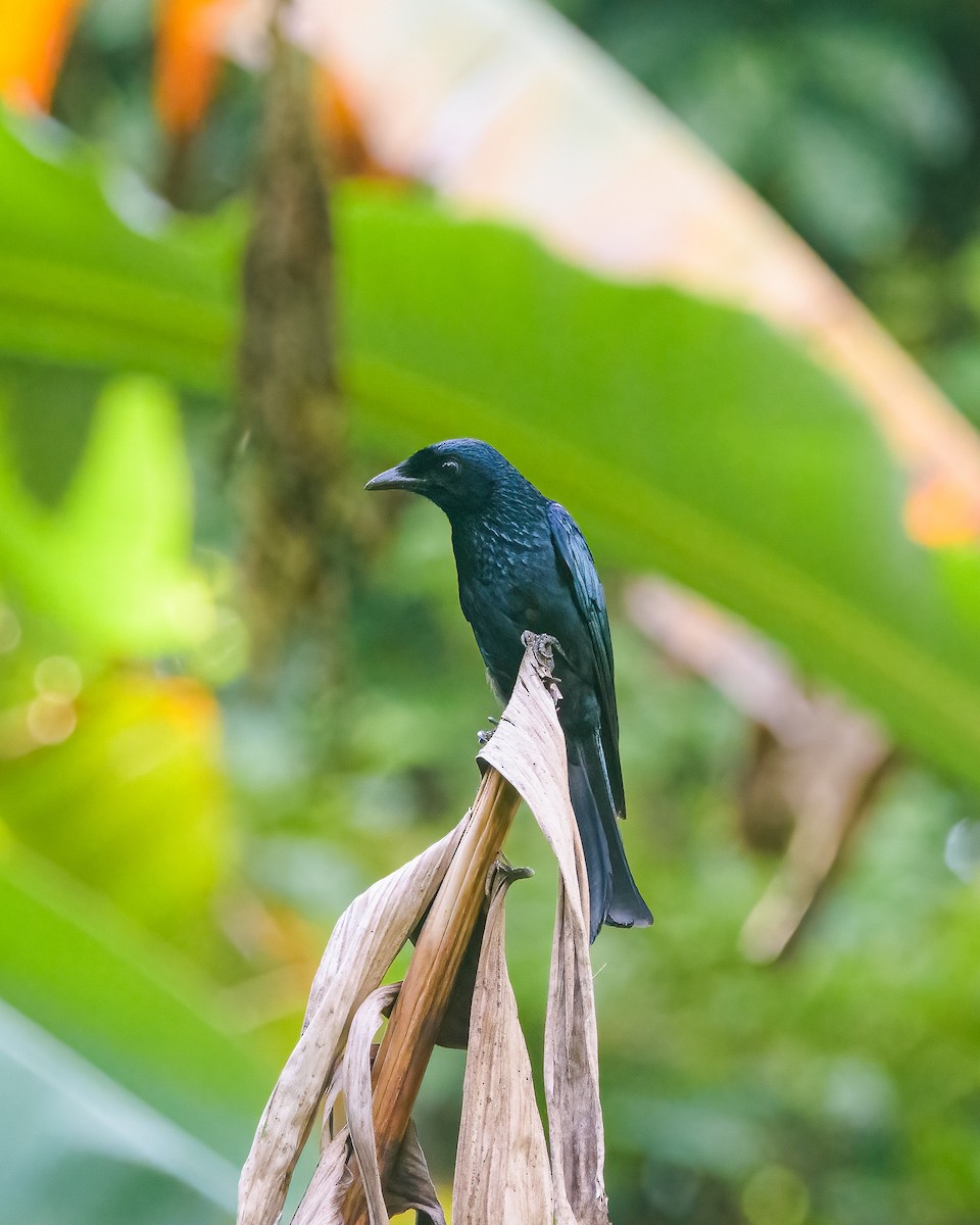 Balicassiao - ML638946265