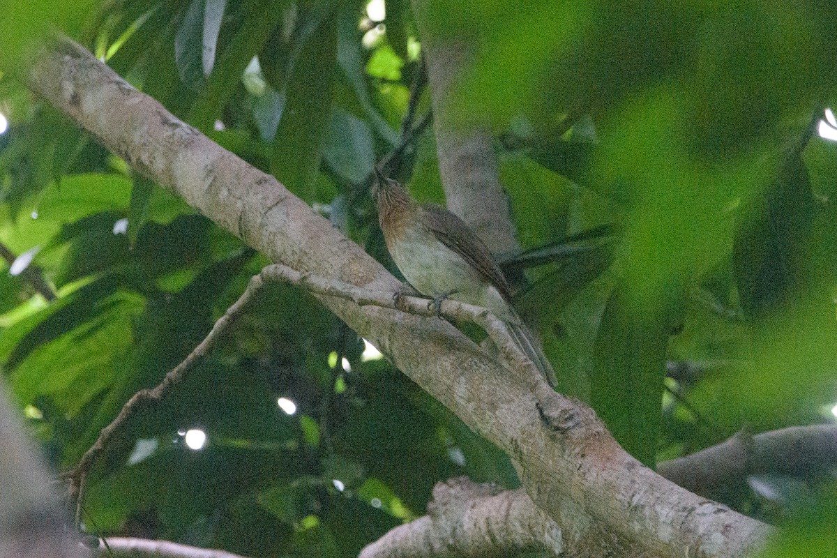 Philippine Bulbul - ML638946267